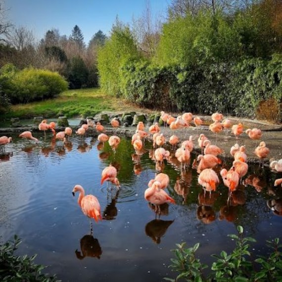 Zoo Zurich-2